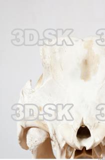 Skull photo reference 0055